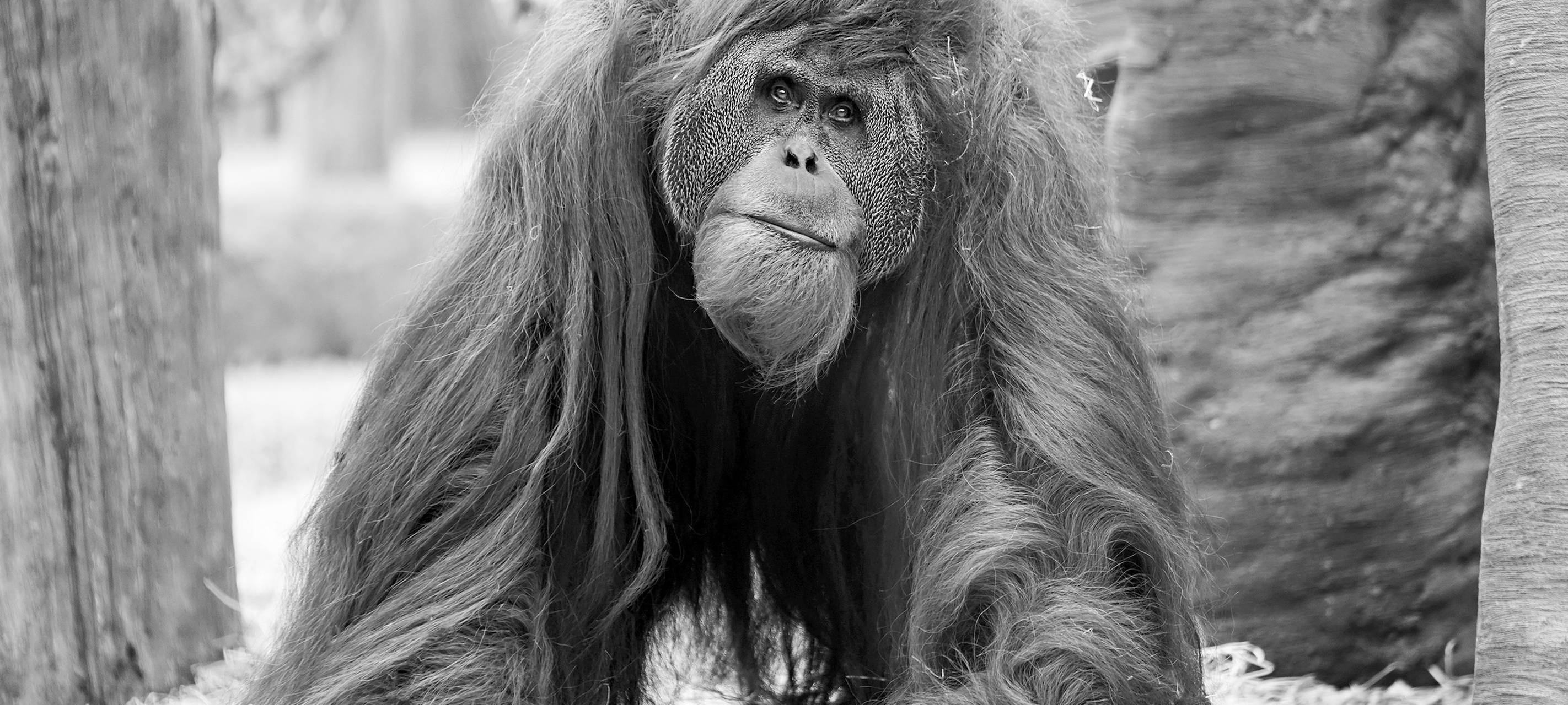 Trauriger Verlust: ZOOM verabschiedet Besucherliebling Schubbi