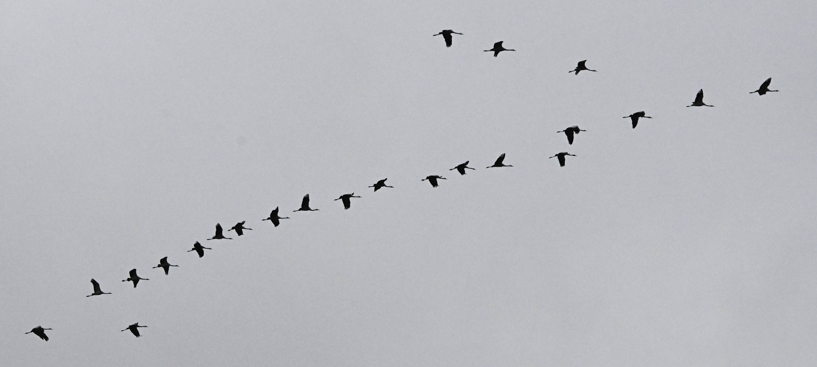 Vogelgrippe in Gladbeck nachgewiesen