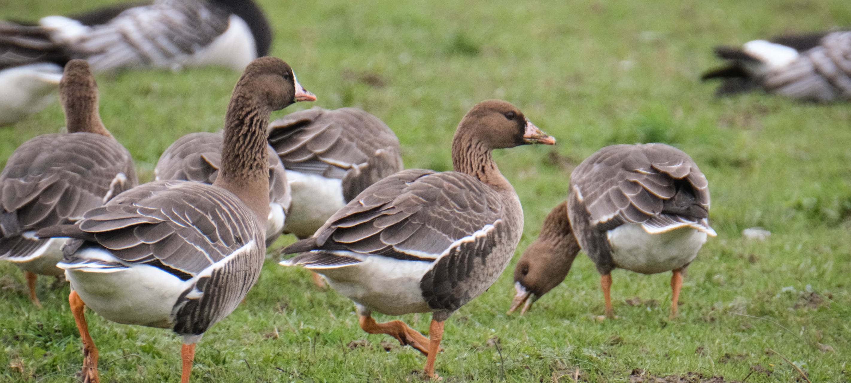 Vogelgrippe: H5N1 in Gladbeck bestätigt