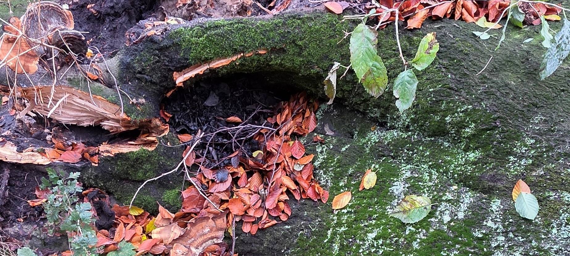 Bottrop: Bäume in Welheimer Wäldchen müssen gefällt werden