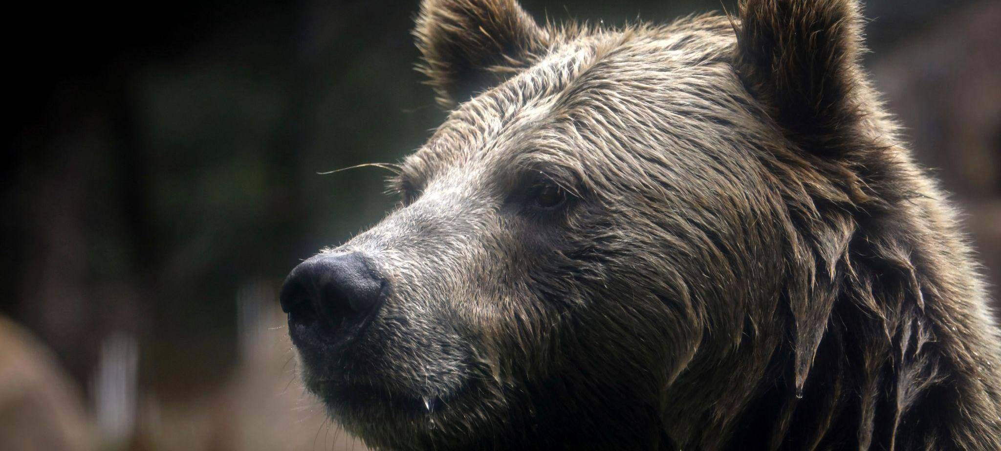 Grizzlybär-Bestände in den Rocky Mountains erholen sich