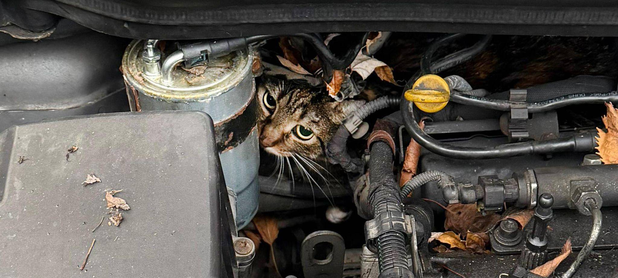 Katze aus Motorraum befreit