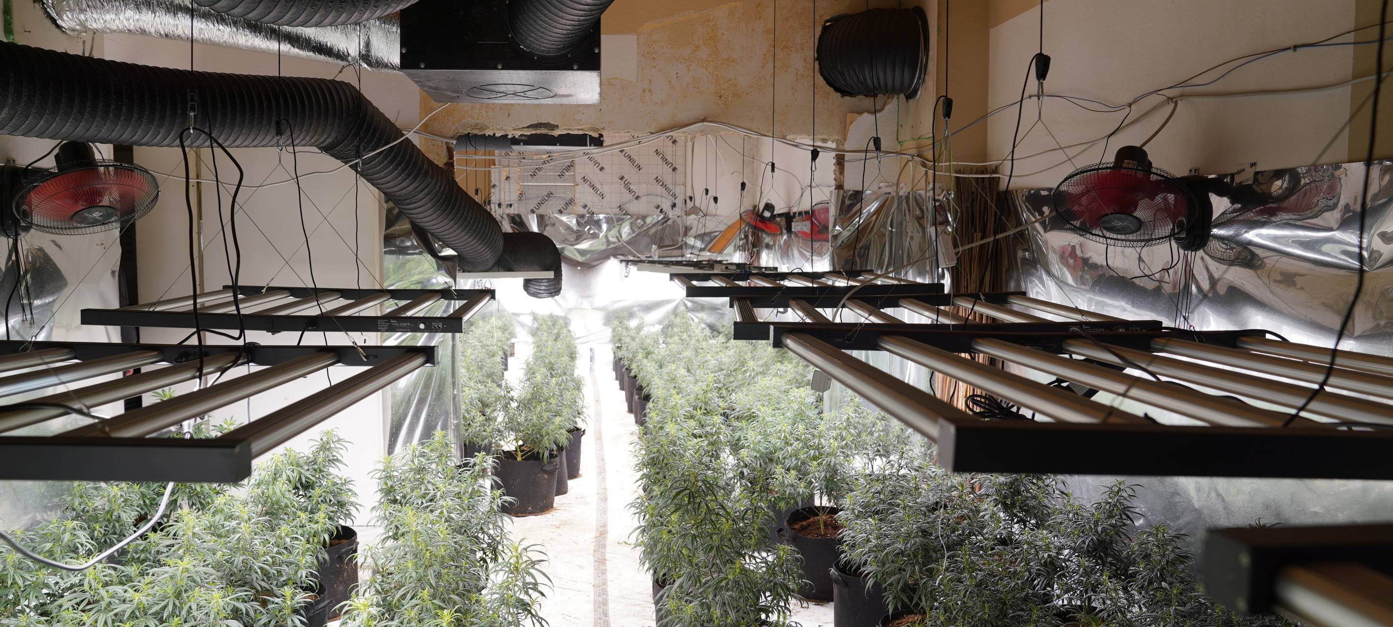 Cannabis-Plantage in Gelsenkirchen aufgeflogen