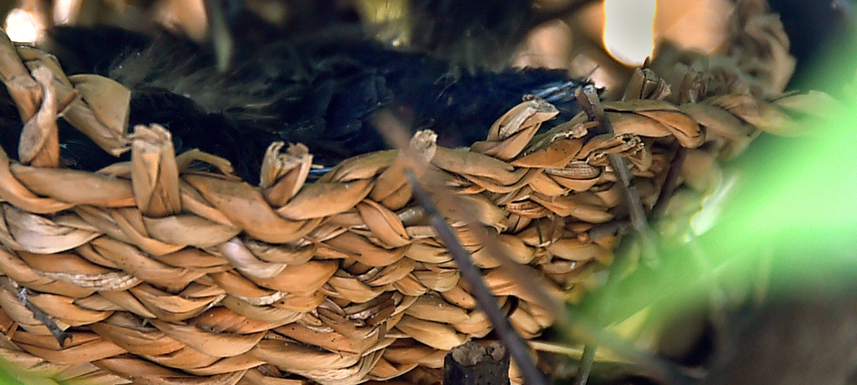 Schneideverbot für Bäume und Hecken beginnt