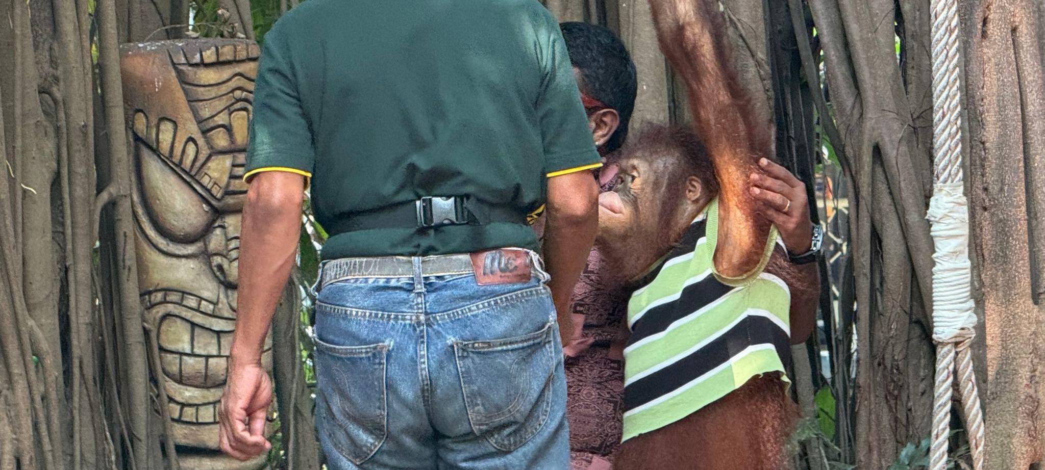 Orang-Utans als Touristenattraktion in Thailand
