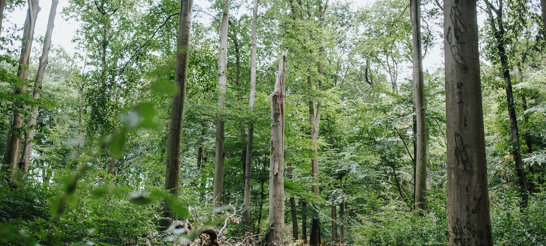 Bottrop bekommt das erste Wildnisgebiet im Ruhrgebiet
