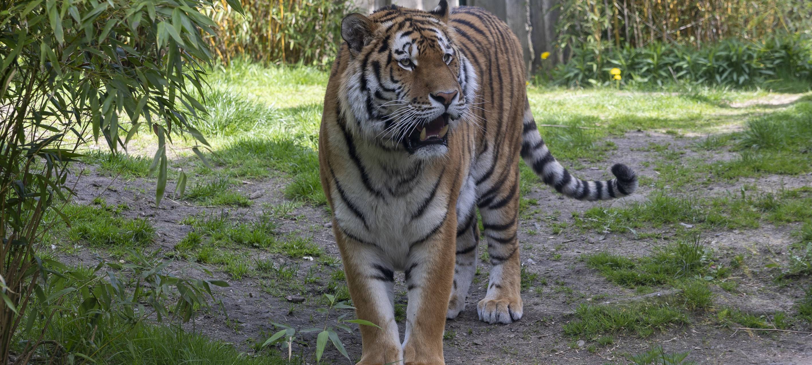 "Team Tiger Gelsenkirchen" startet in der ZOOM Erlebniswelt