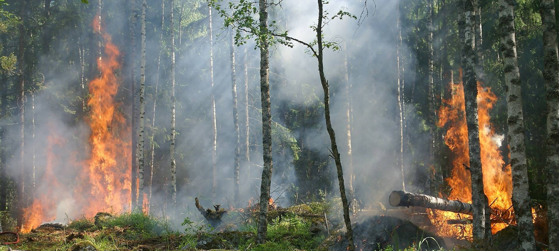 Symbolbild eines Waldbrandes