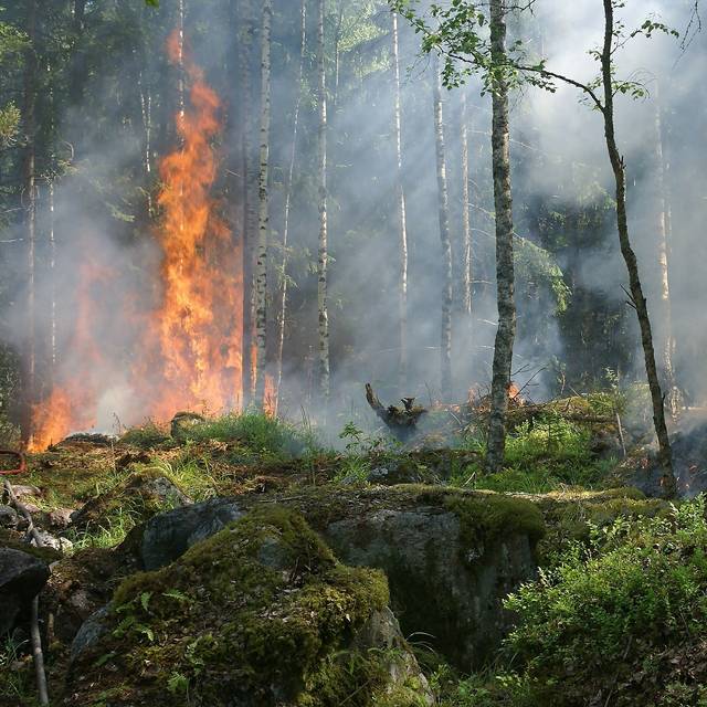 Symbolbild eines Waldbrandes