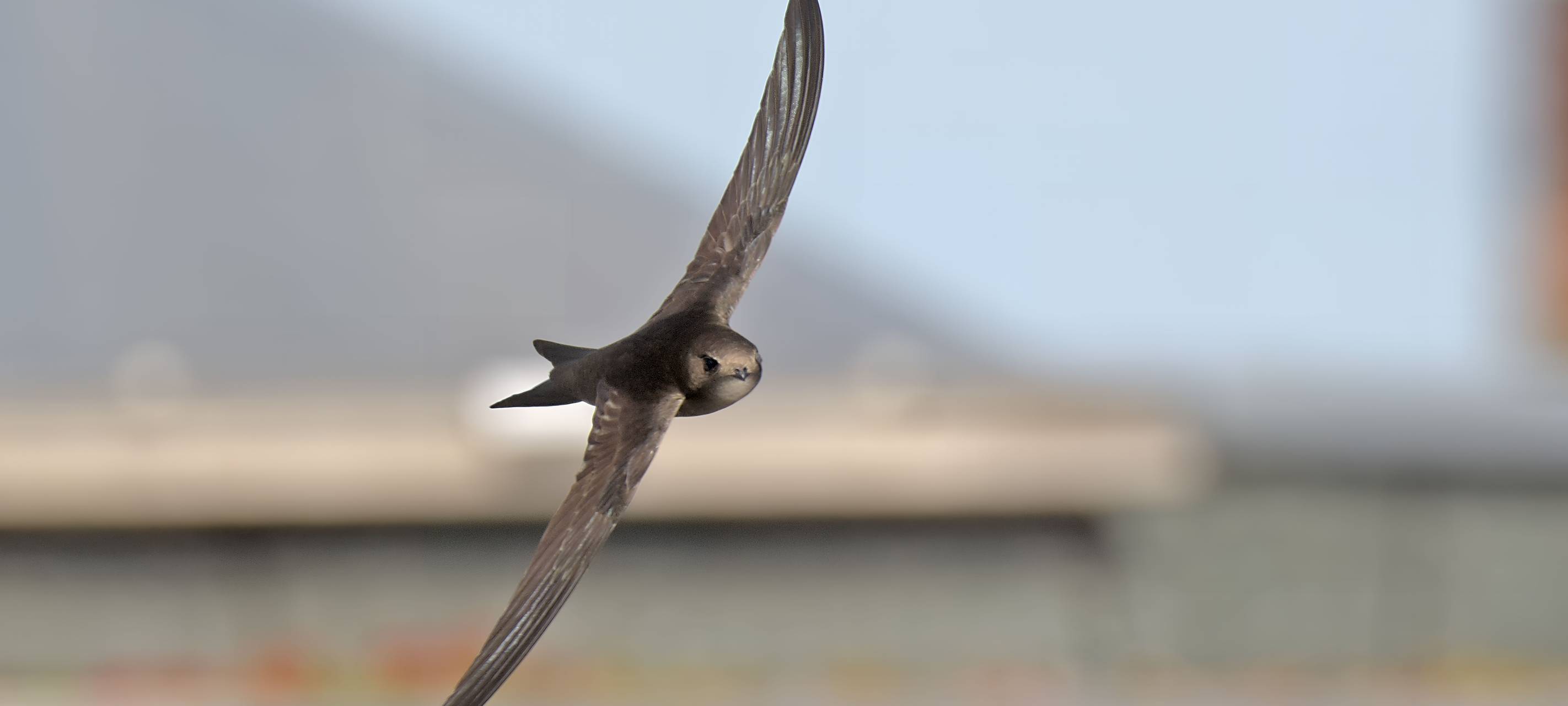 Bedrohte Zugvögel sind zurück in Gelsenkirchen