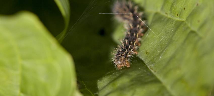 Symbolbild eines Eichenprozessionsspinners