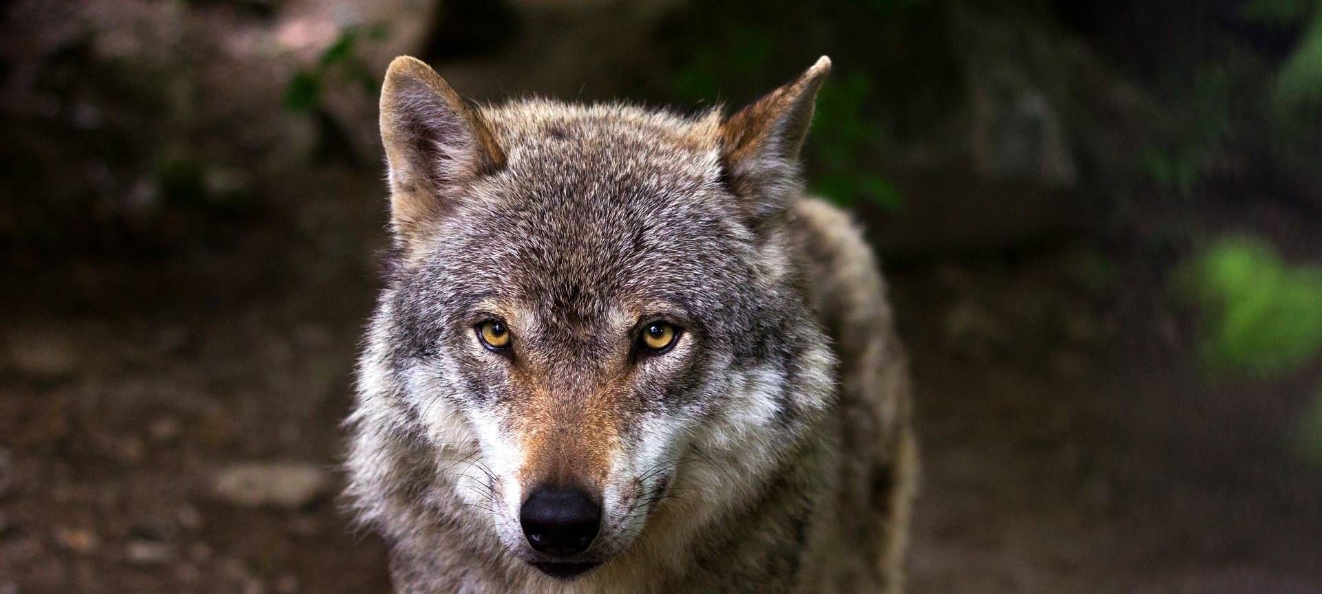 Symbolbild eines Wolfes