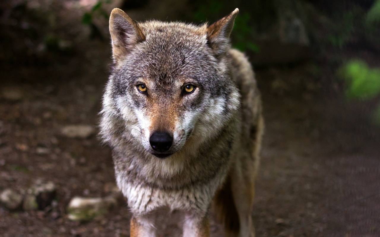 Symbolbild eines Wolfes