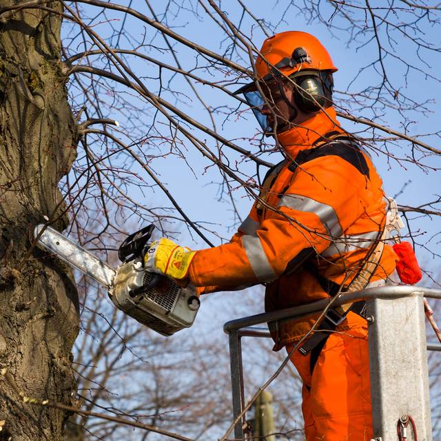 Ein Mitarbeiter von Straßen.NRW schneidet einen Baum neben einer Autobahn zurück.