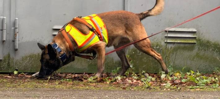 Polizeihund "Simba" bei der Arbeit.
