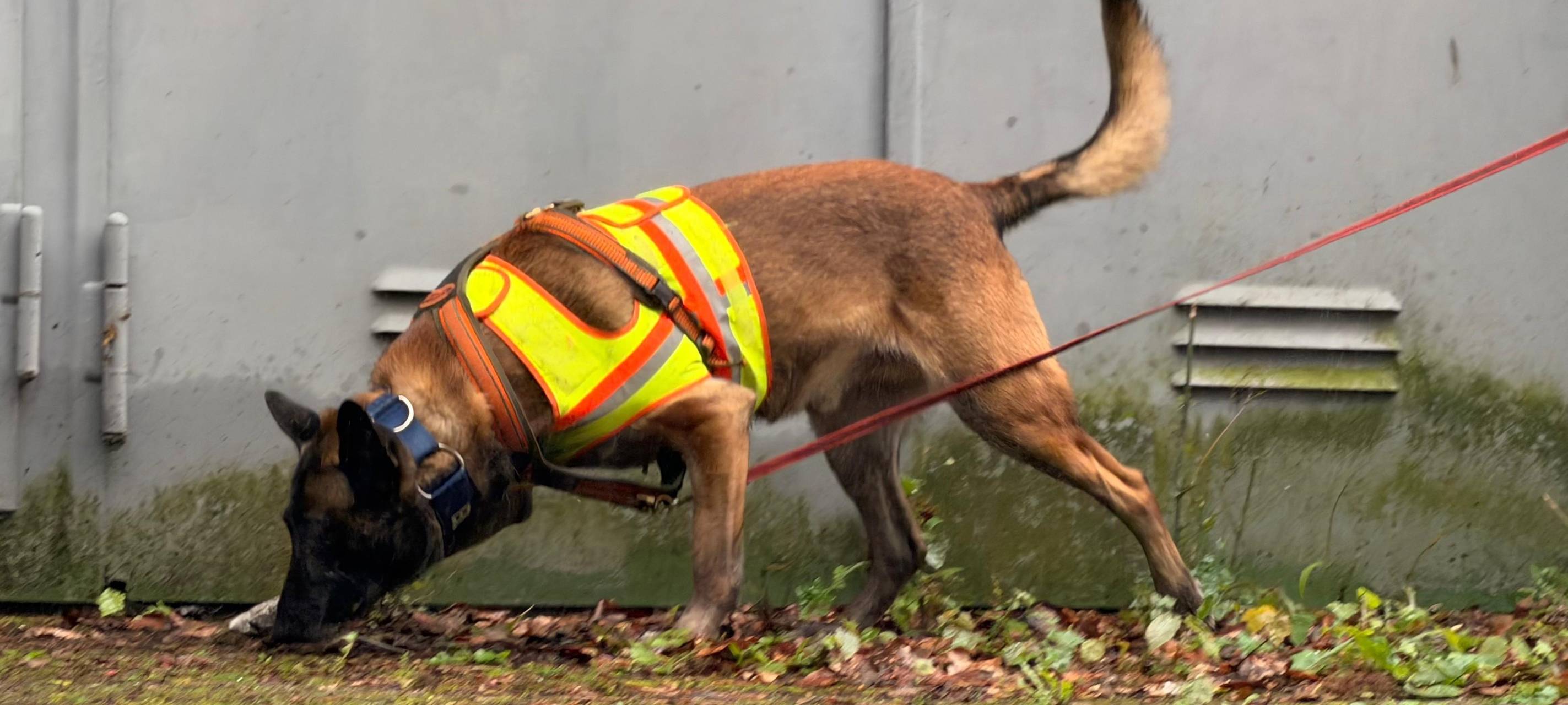 Polizeihund findet vermissten Senior aus Gelsenkirchen