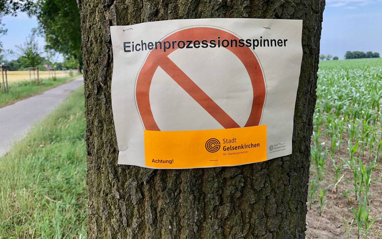 Ein Schild der Stadt Gelsenkirchen hängt an einem Baum und warnt vor dem Eichenprozessionsspinner
