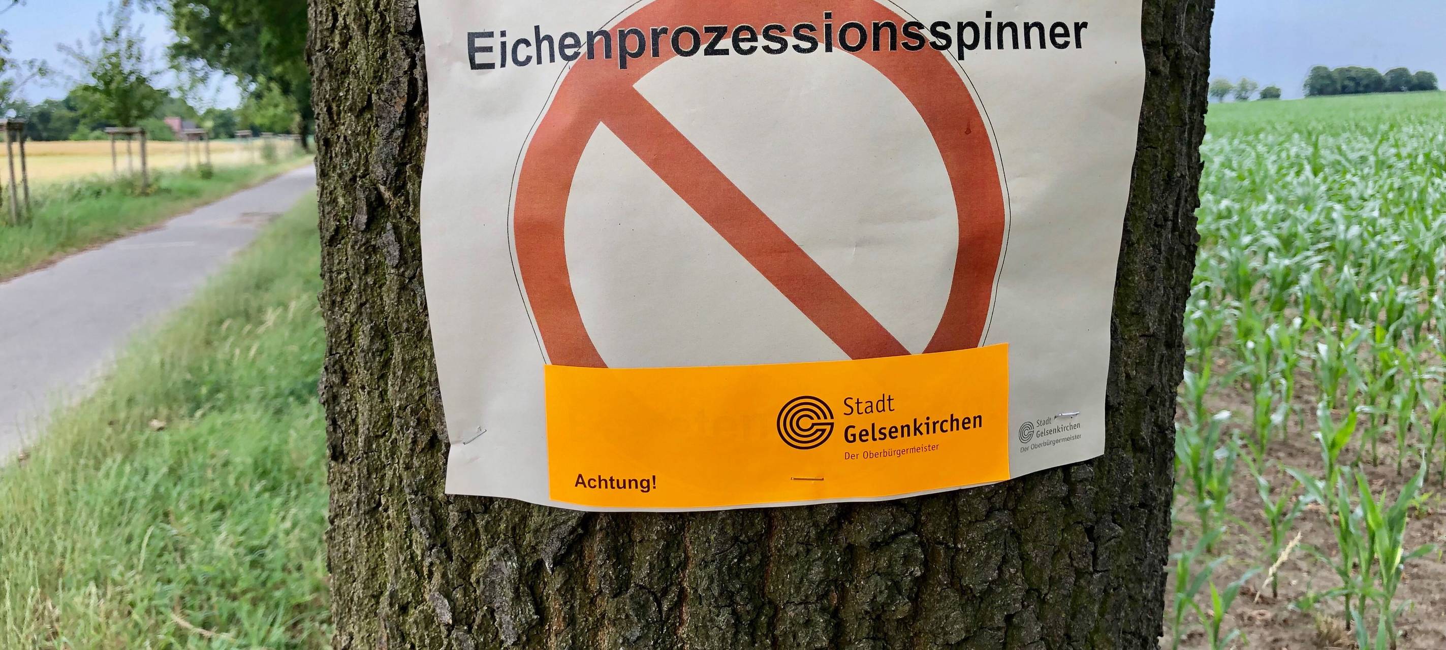 Ein Schild der Stadt Gelsenkirchen hängt an einem Baum und warnt vor dem Eichenprozessionsspinner