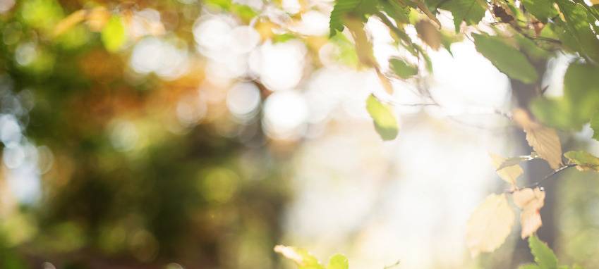 Blätter und Zweige im Sonnenlicht