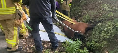 Bottrop: Feuerwehr rettet Pferd aus Graben