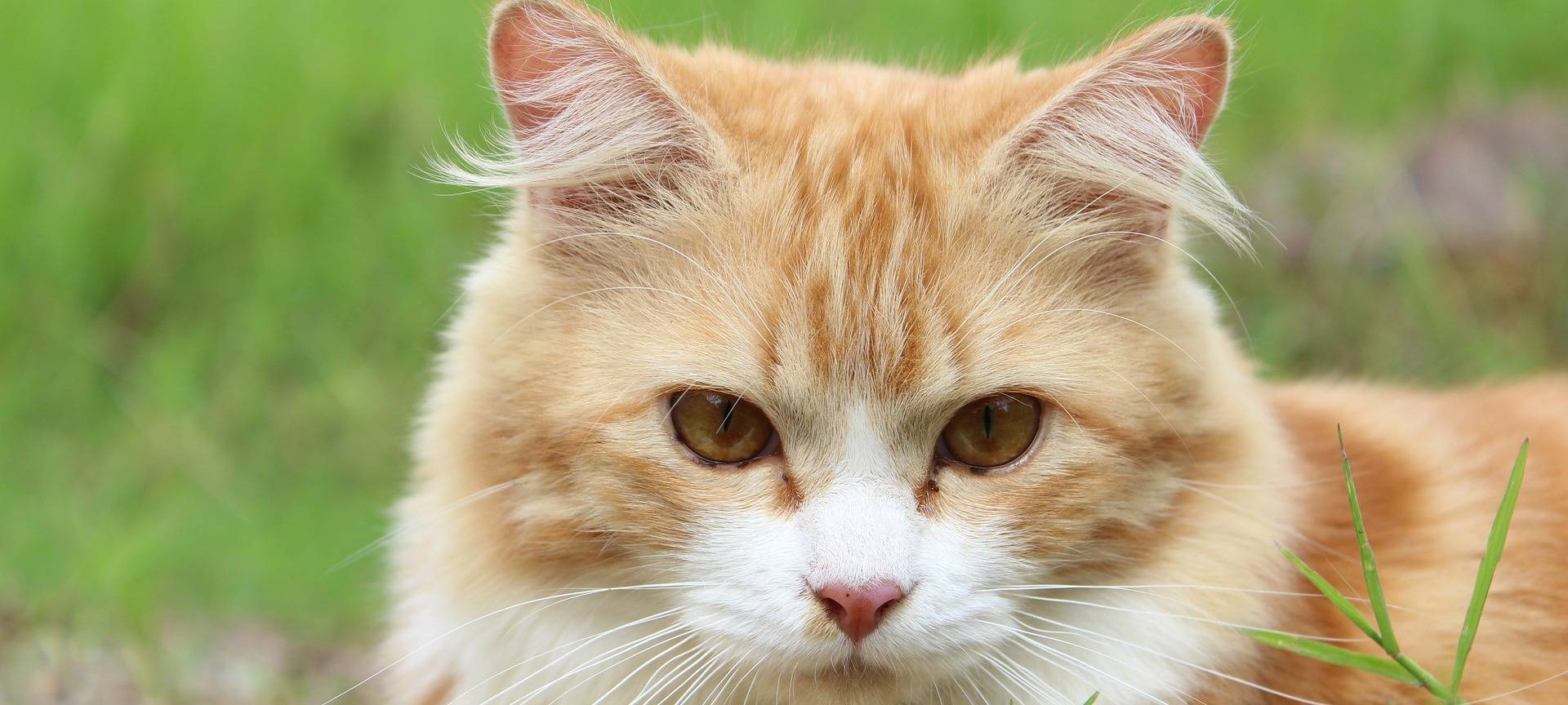 Gelsenkirchen: Vorsicht! Katzen laufen über A52!