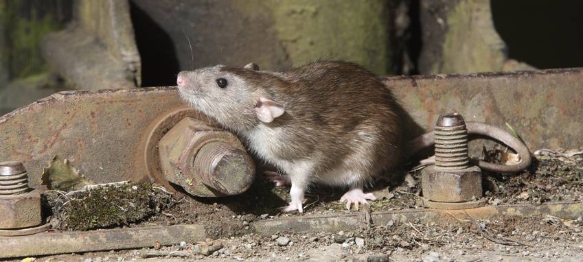 Was tun gegen Ratten bei uns?