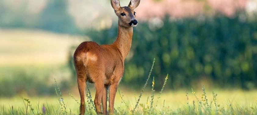 Gelsenkirchen: Wilderer erschießt Reh in der Schonzeit