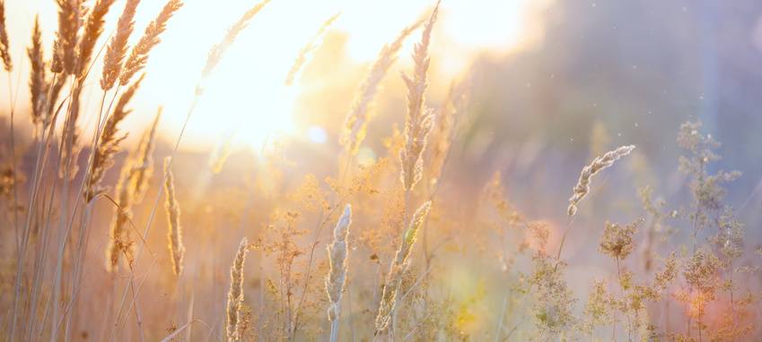 Juni war deutlich zu trocken bei uns