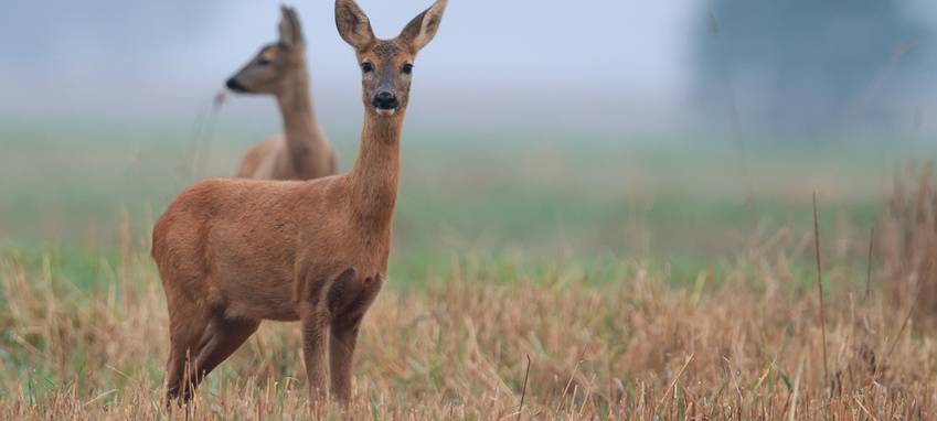 Gladbeck: Auto und Roller stoßen mit Rehen zusammen