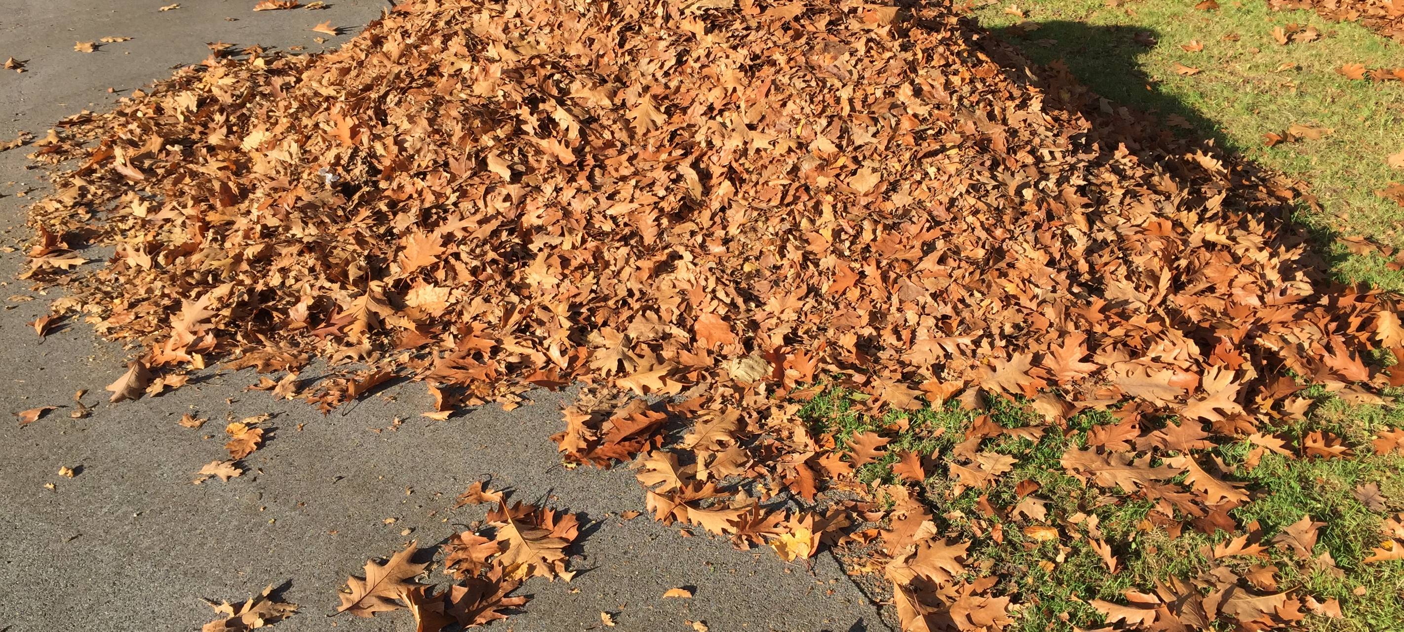 Letzte Laubsammlungen bei uns