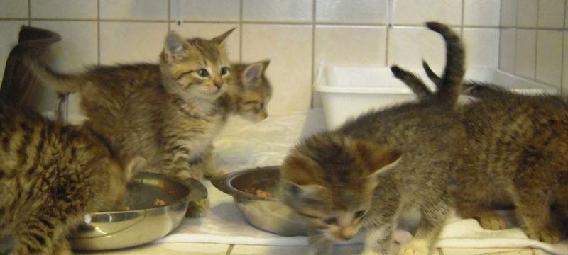 Katzenflut im Tierheim Bottrop
