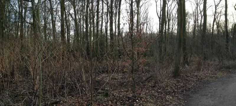 Bauarbeiten im Stadtwald Buer