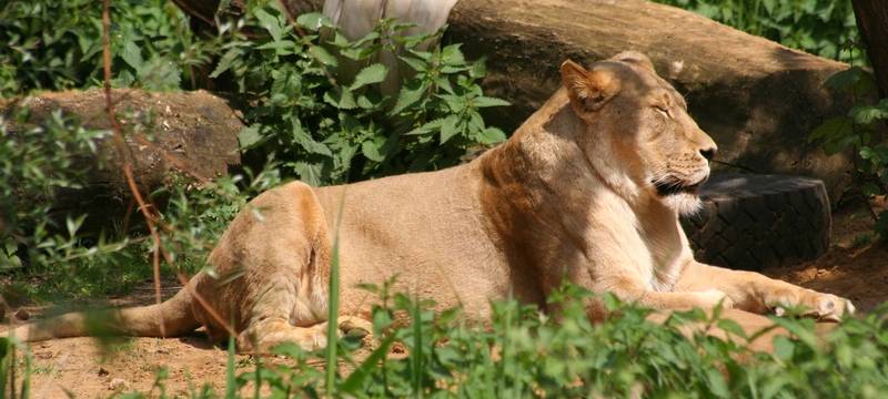Gelsenkirchen: Mehr Besucher in Zoo und Sportparadies