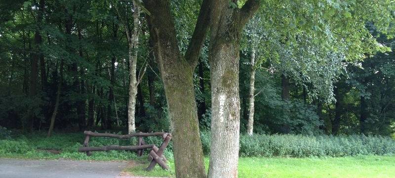Wegen Trockenheit: In Gladbeck müssen viele Bäume weichen