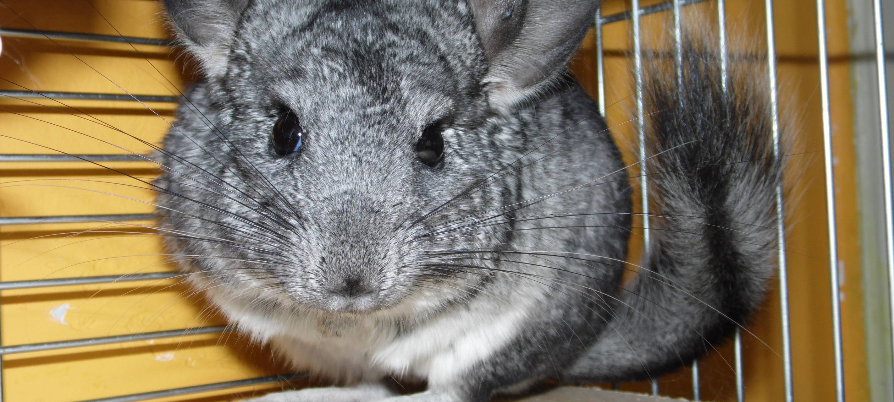 Verwahrloste Chinchillas: Gelsenkirchener zahlt 5.000 Euro