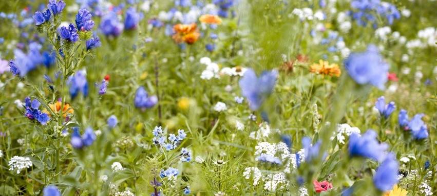 Gladbeck: Kostenloses Saatgut für mehr blühende Flächen