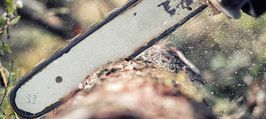 Baumfällungen in Gladbecker Innenstadt