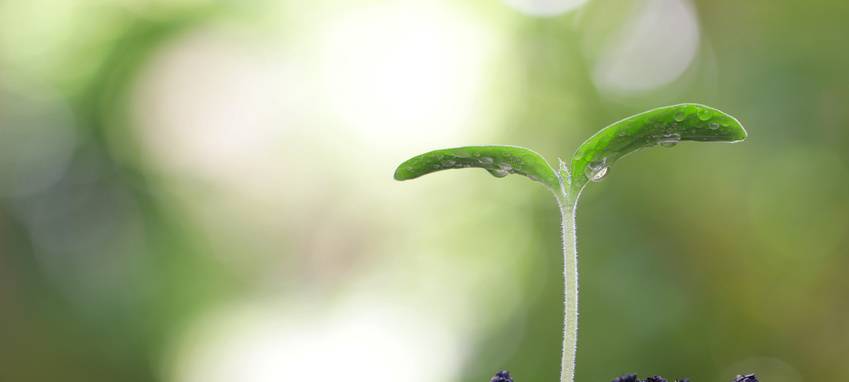 500.000 Euro für ein grüneres Gelsenkirchen
