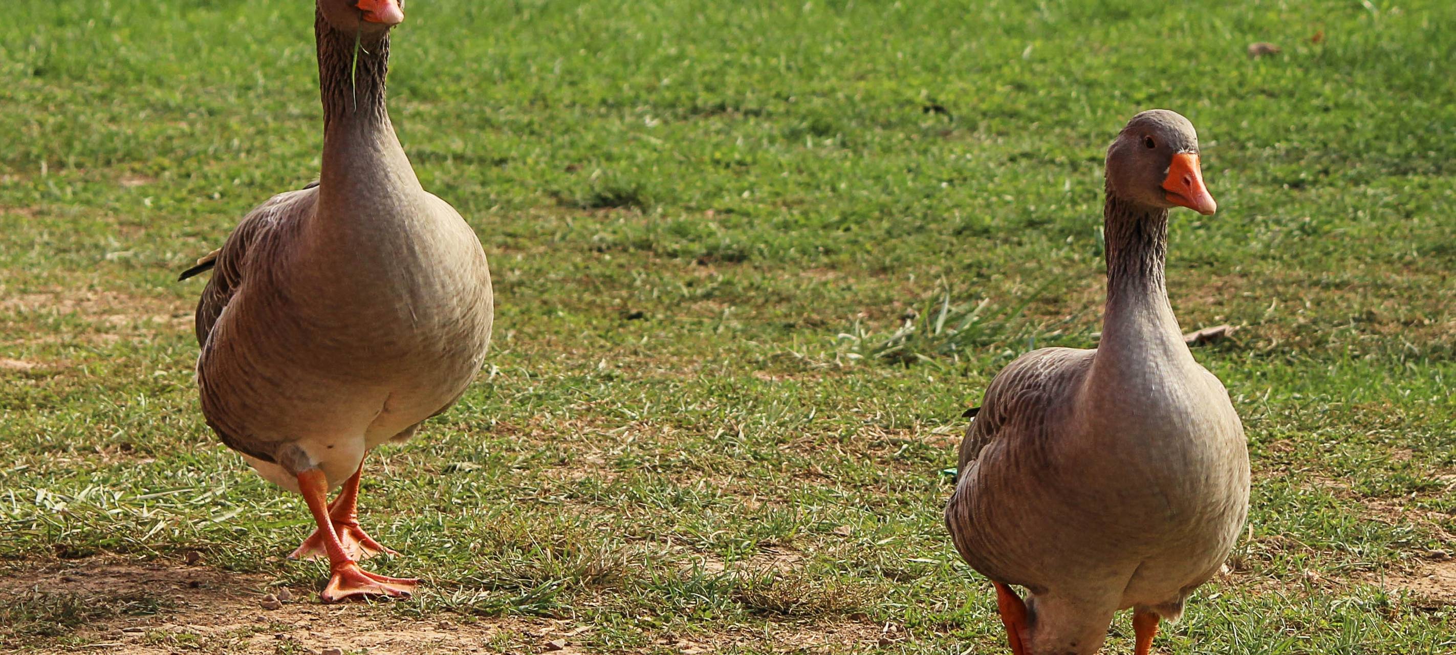 Bottrop: Stallpflicht ist aufgehoben