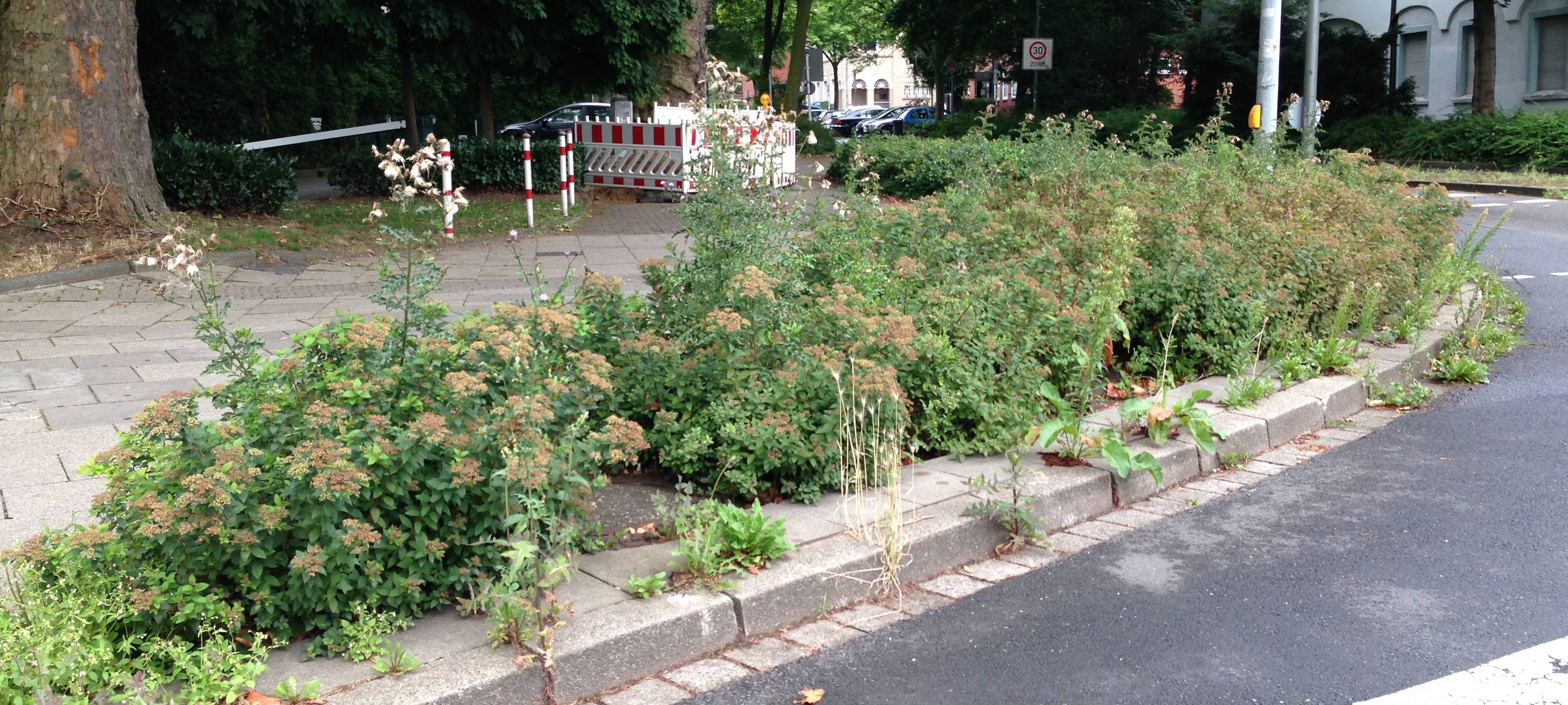 Unkrautwuchs wegen Sommerwetter