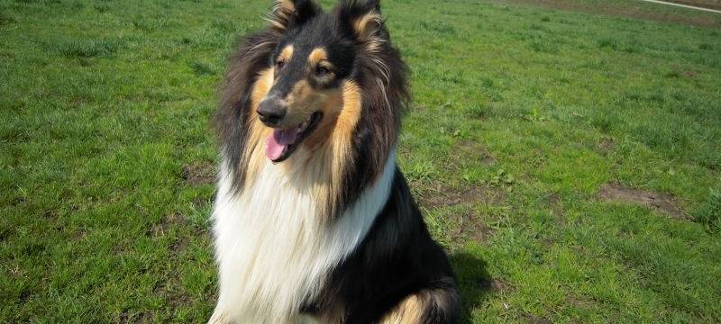 Betrügerische Kontrollen von Hundebesitzern in Bottrop