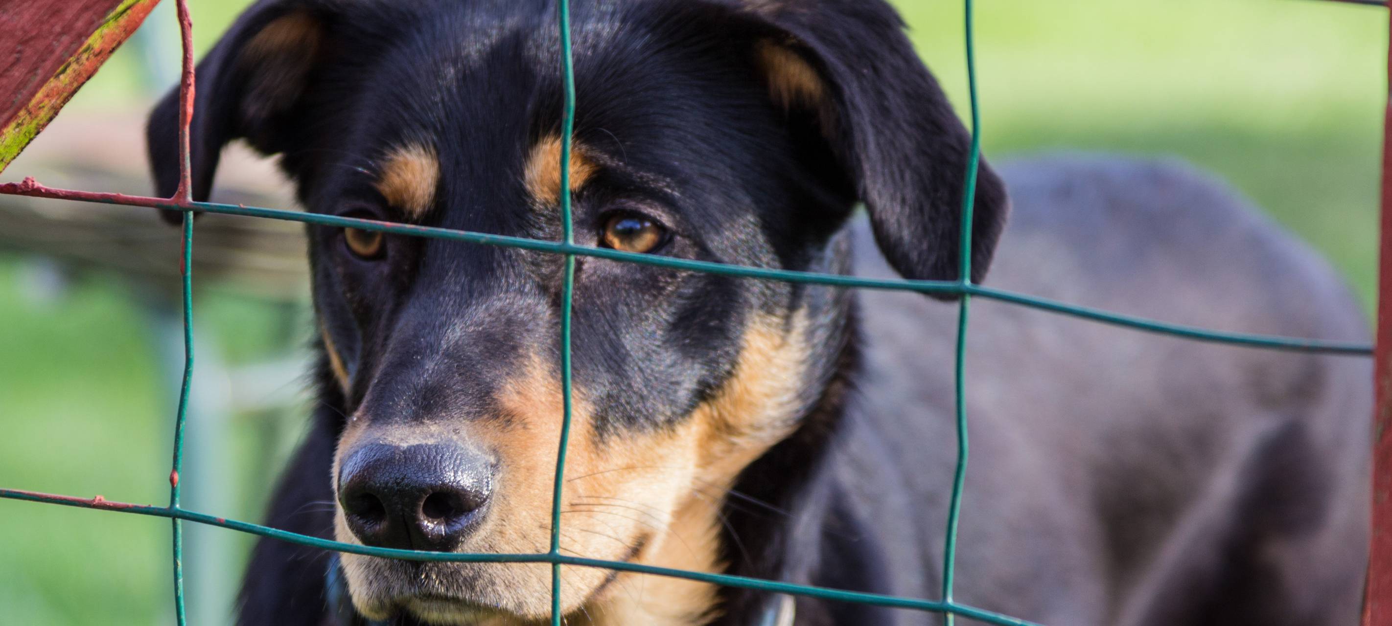 Gelsenkirchen: 50.000 Euro Spenden an Tierschutzverein