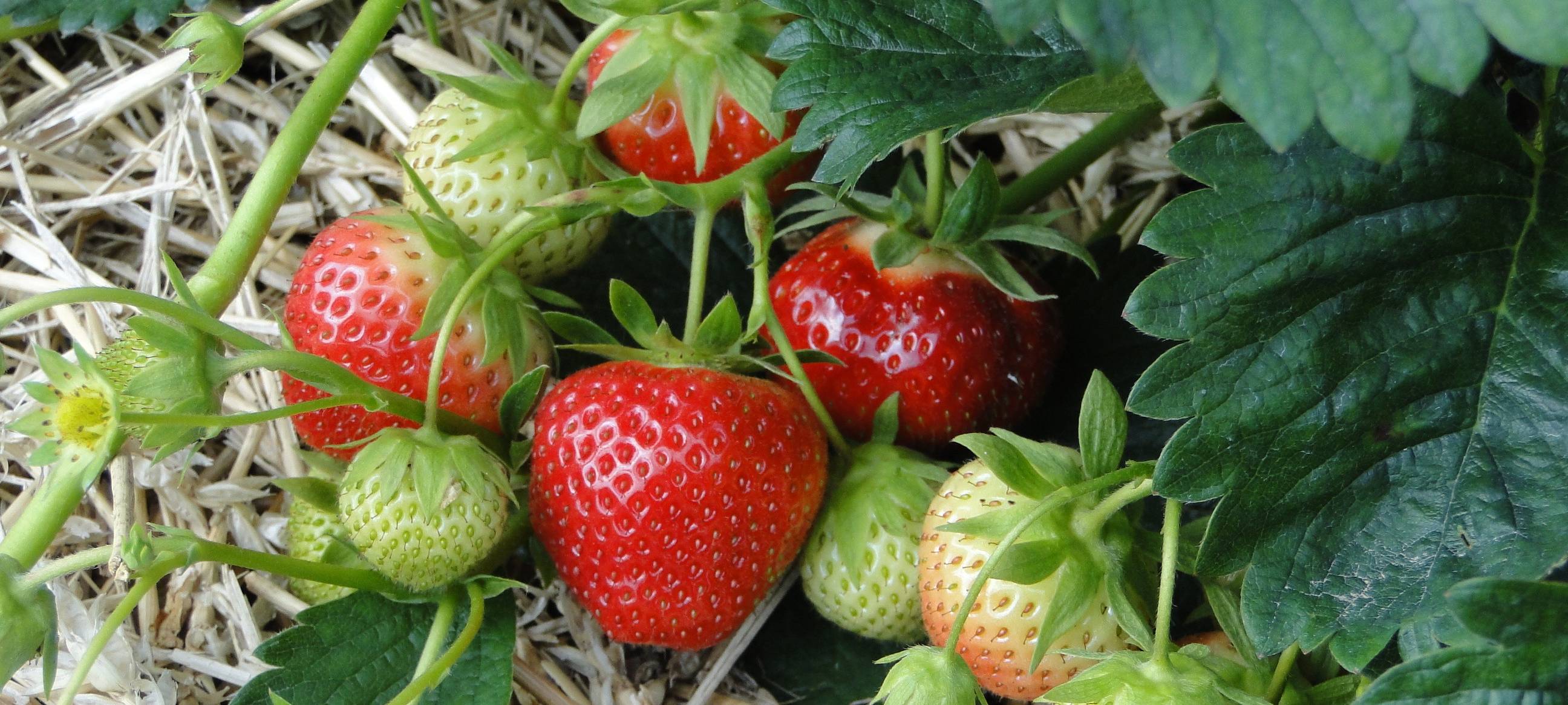 Erdbeerernte in Kirchhellen leidet unter der Corona-Krise