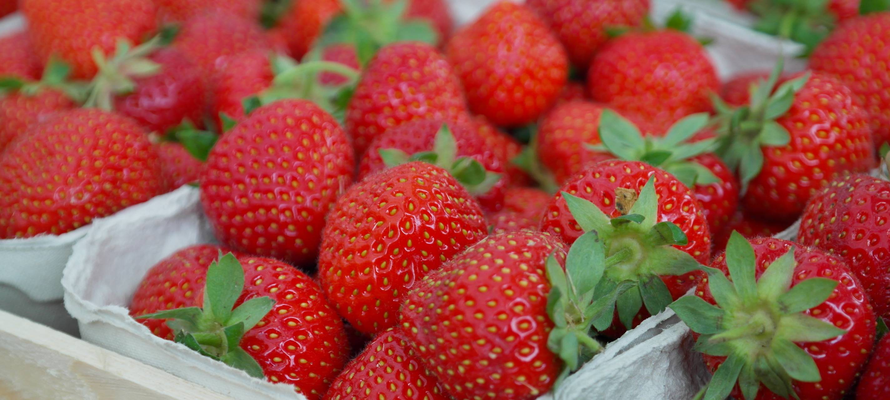 Durchwachsene Erdbeersaison geht zu Ende