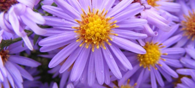"Samenspende" in der Gelsenkirchener Bücherei