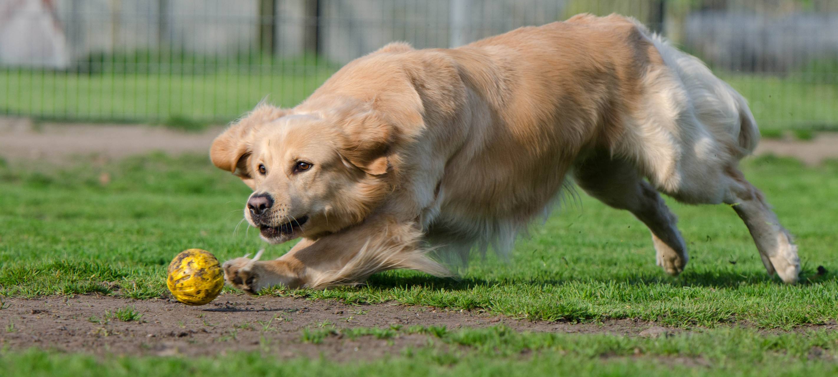 Stadt Gelsenkirchen nimmt Hundehalter ins Visier