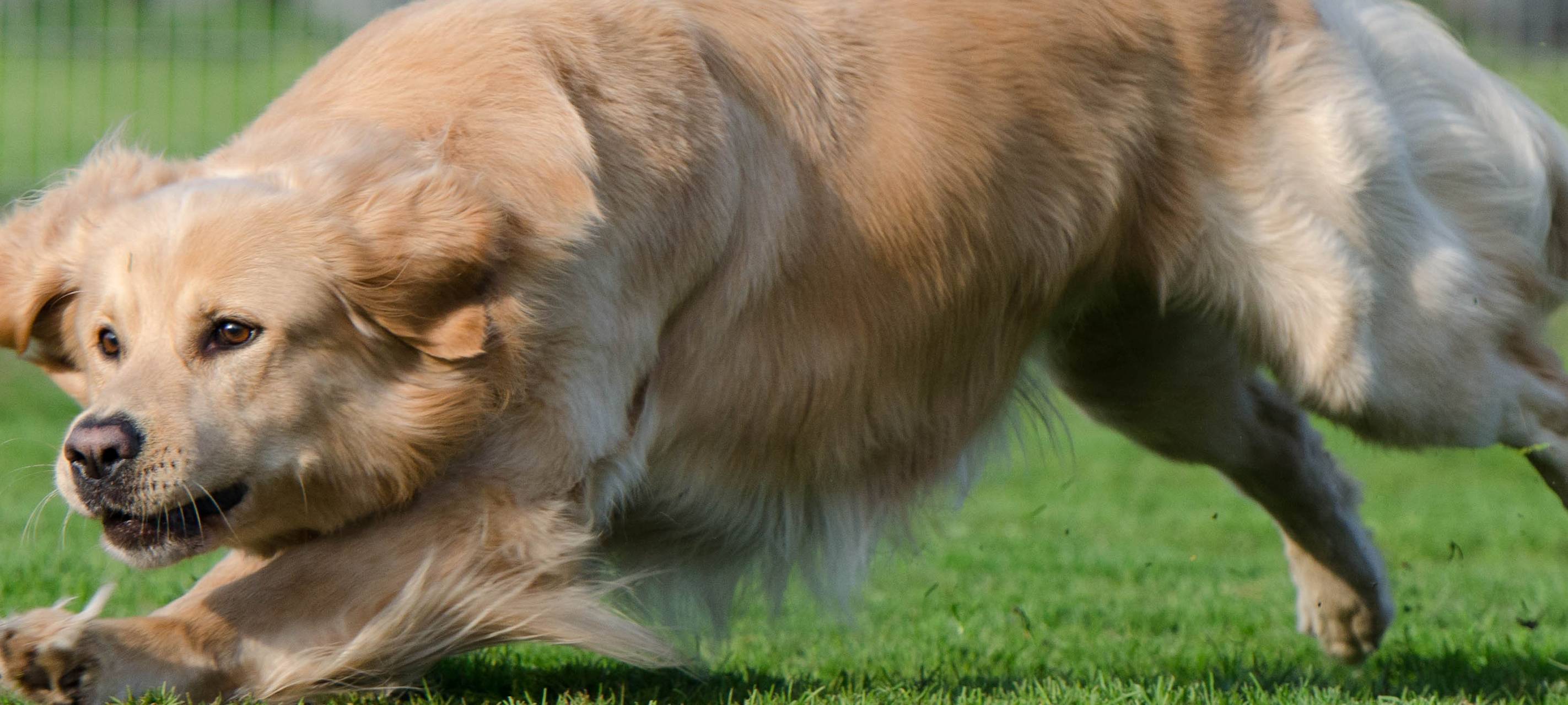 Hund in Kirchhellen gerettet: Stadt will Anzeige erstatten