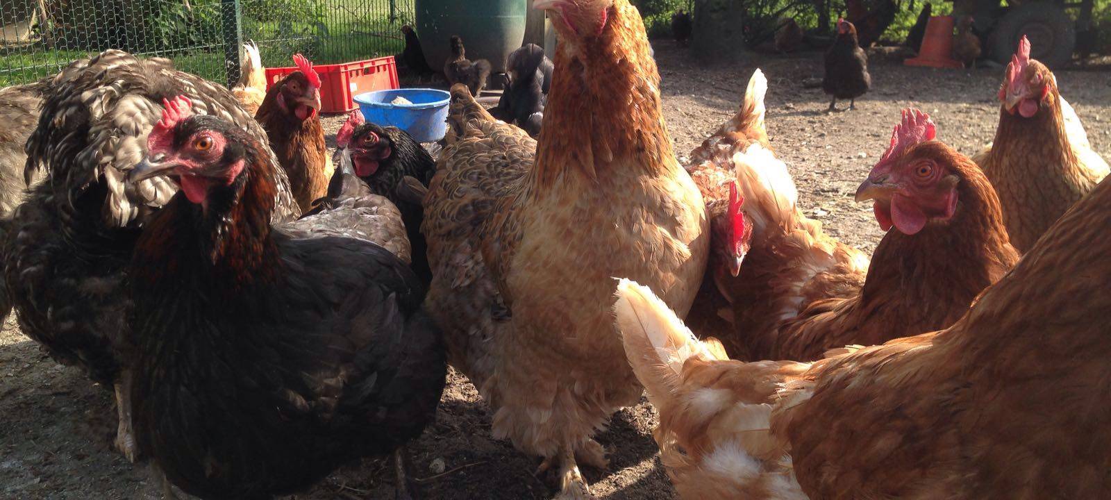 Gelsenkirchener Geflügel darf wieder raus