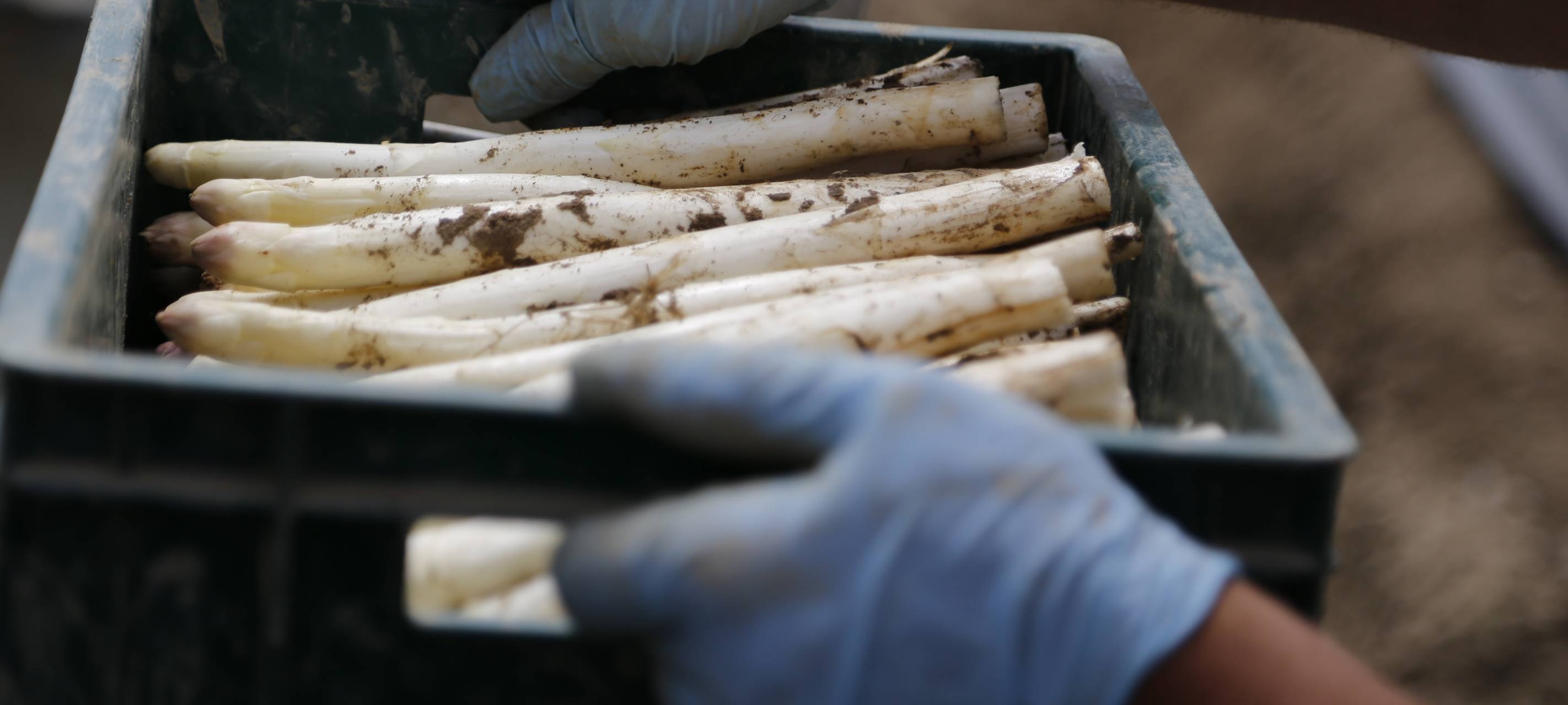 Spargelsilvester: Bauern bei uns sind insgesamt zufrieden