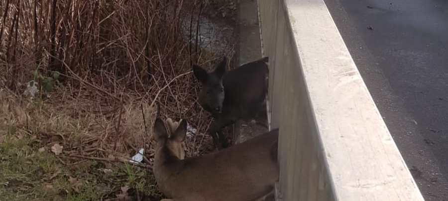 Feuerwehr befreit Rehe aus Geländer